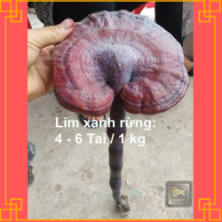 Nấm Lim Xanh Rừng Đặc Biệt Siêu Quý Hiếm 5 - 10 Tai 1 Kg