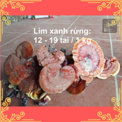 Nấm Lim Rừng Đặc Biệt Siêu Hiếm 11 - 19 Tai 1 Kg