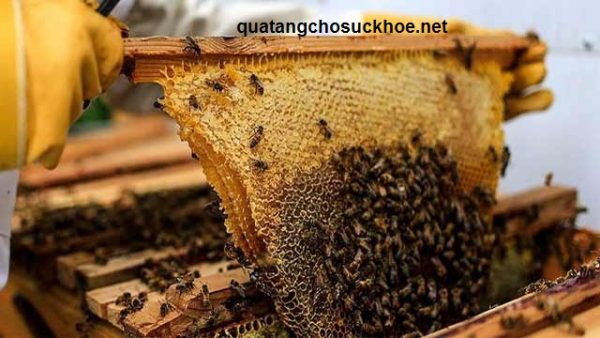 Mách Bạn Một Số Cách Nhận Biết Mật Ong Rừng Chuẩn Nhất