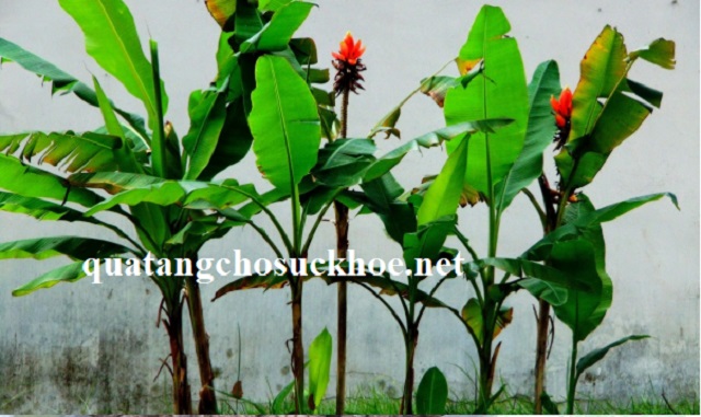 Công Dụng Chuối Hột Rừng – Liều Thuốc Thần Cho Sức Khỏe Của Bạn