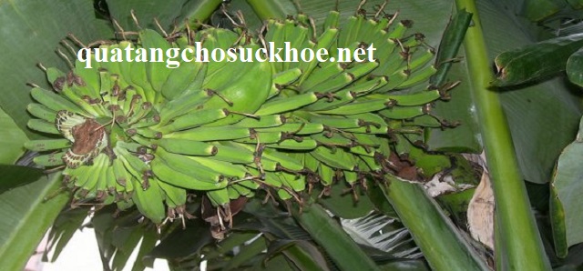 Top 5 Công Dụng Của Chuối Hột, Vị Thuốc Thần Kỳ Với Sức Khỏe