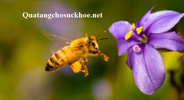 Phấn Hoa Và Những Công Dụng Tuyệt Vời đối Với Sức Khỏe