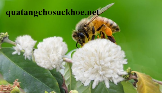 Giá Phấn Hoa Cà Phê Và Những Thông Tin Về Phấn Hoa Cà Phê
